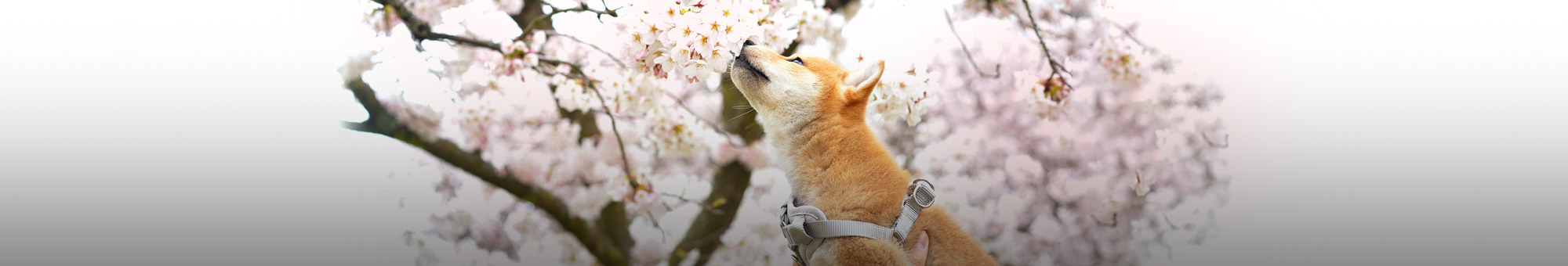 季節毎のご供養